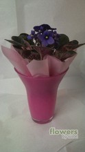 African Violet Vase
